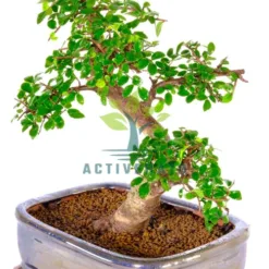 Chinese Elm Miniature Bonsai in Pennsylvania